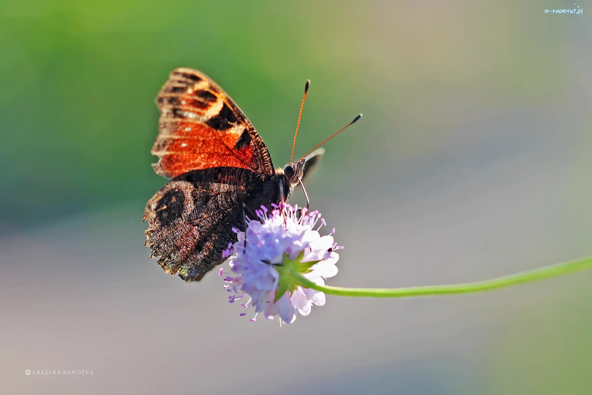 Pawik, Owad, Motyl, Rusałka