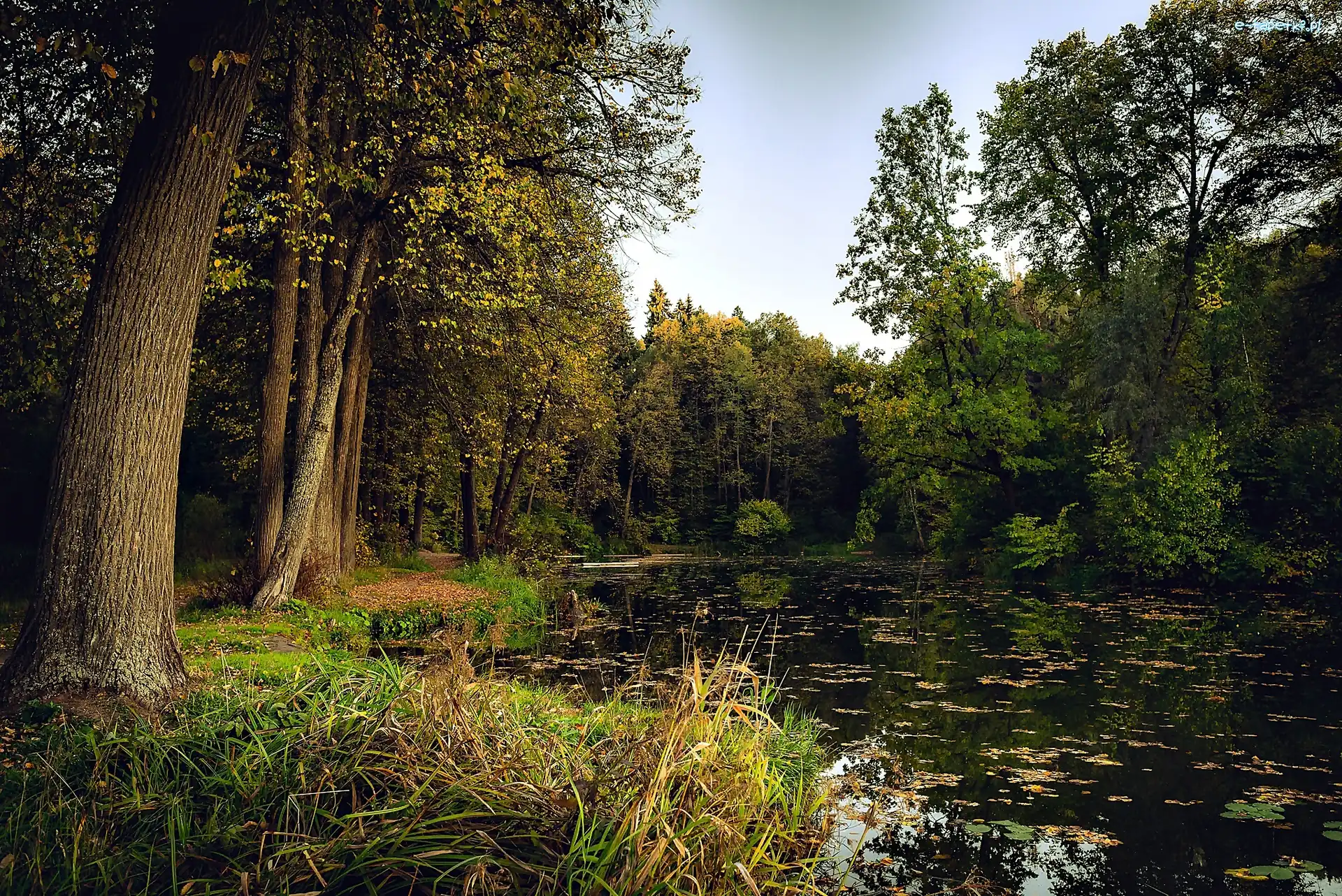 Jesień, Staw, Las