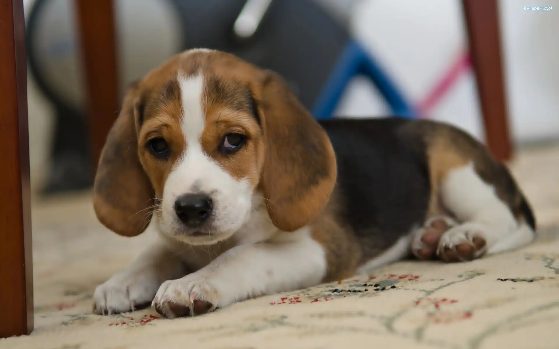 Beagle, Szczeniak