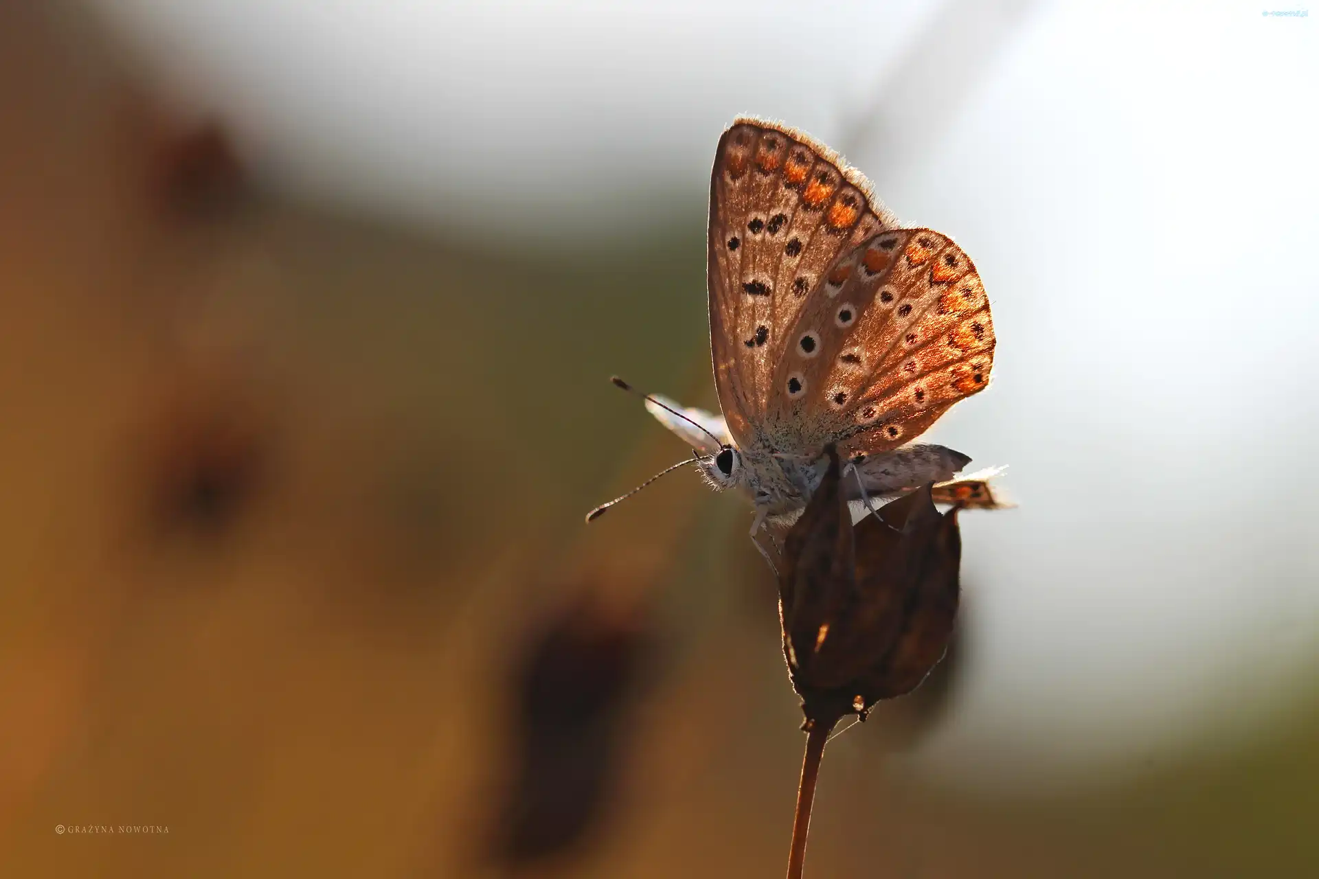 Owad, Modraszek, Motyl