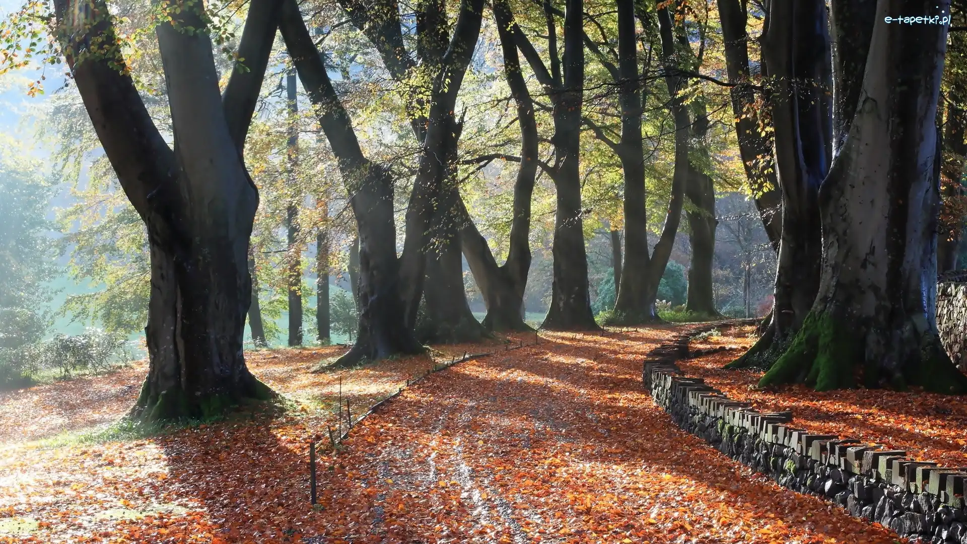 Park, Drzewa, Droga, Jesień, Liście
