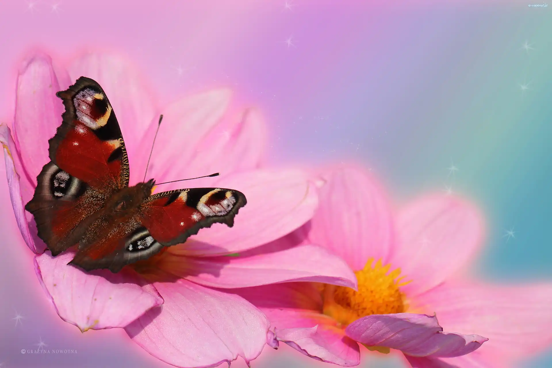 Motyl, Owad, Rusałka Pawik, Dalie, Różowe