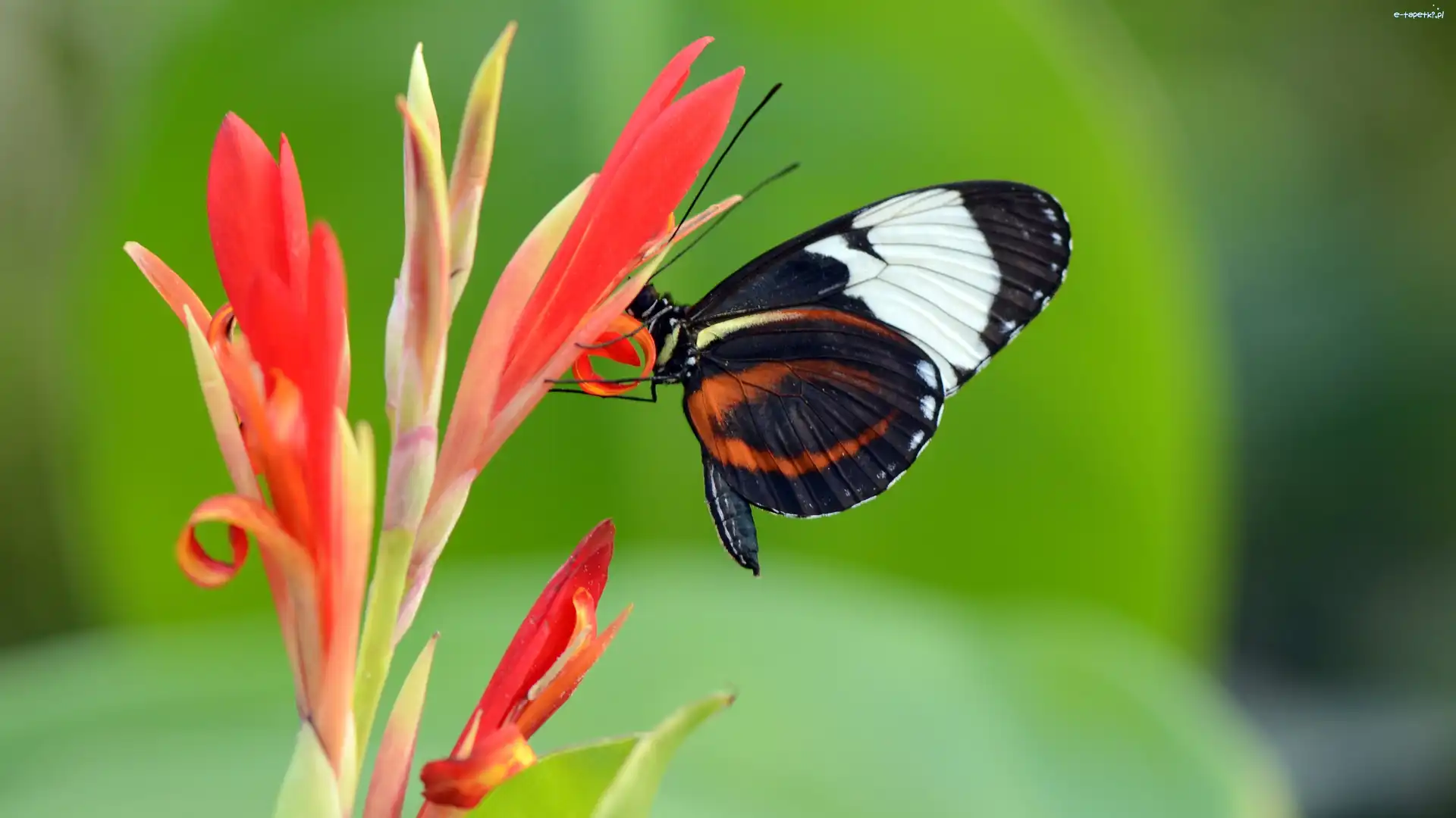 Kwiat, Motyl