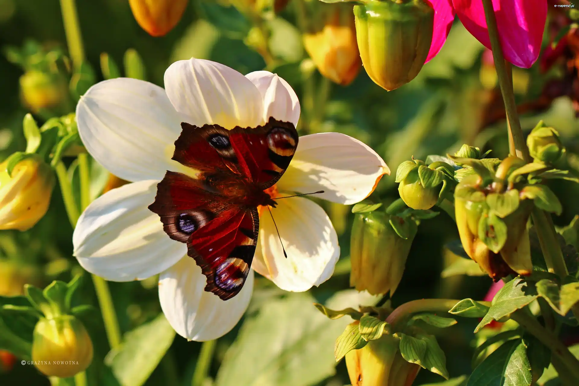 Motyl, Owad, Czerwony, Rusałka Pawik