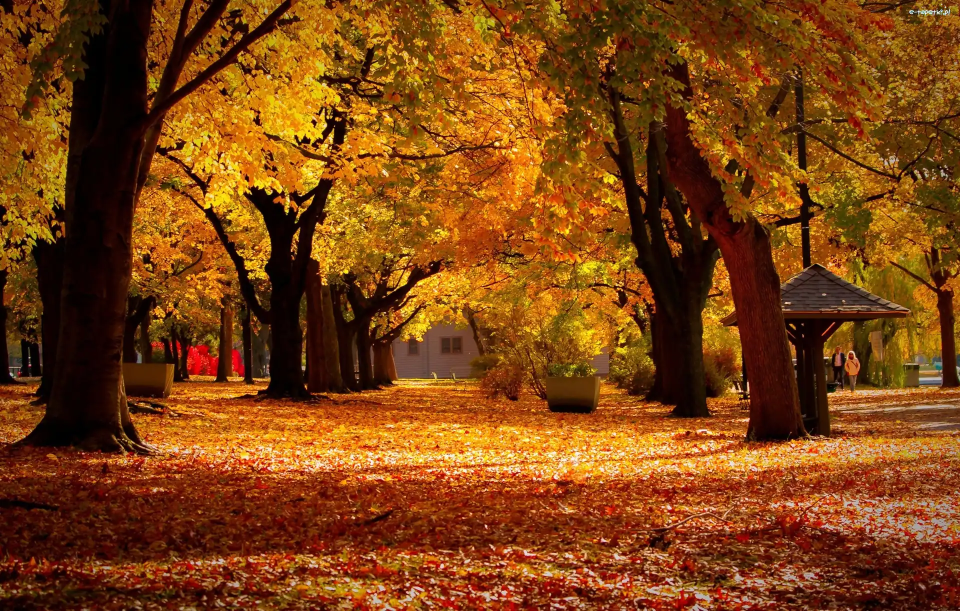 Park, Liście, Drzewa, Jesień, Alejki