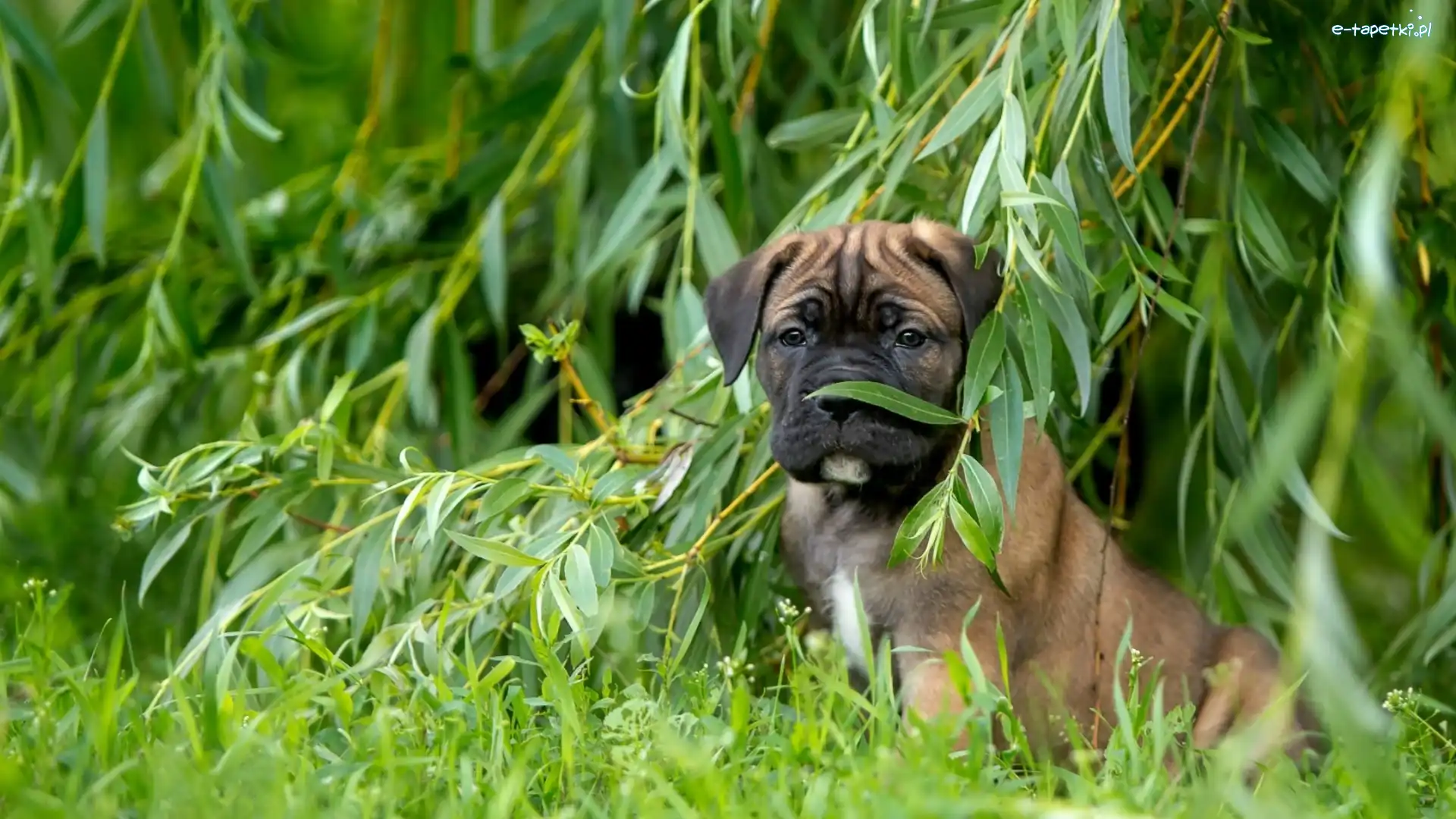 Szczeniak, Wierzba, Cane Corso, Piesek