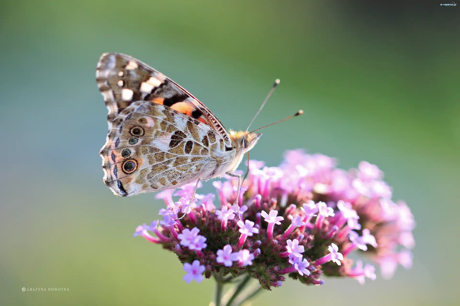 Owad, Motyl, Rusałka Osetnik