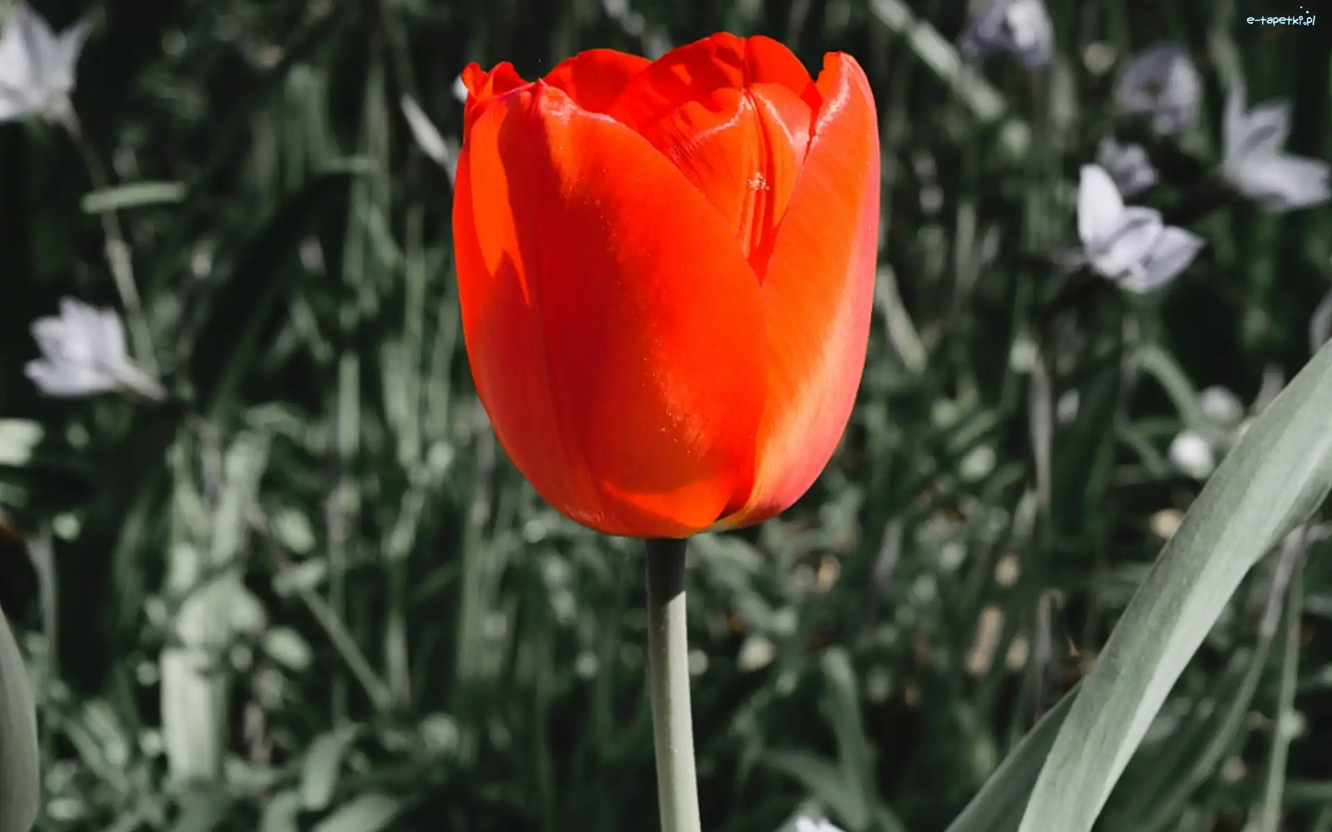 Czerwony, Szary, Tło, Tulipan