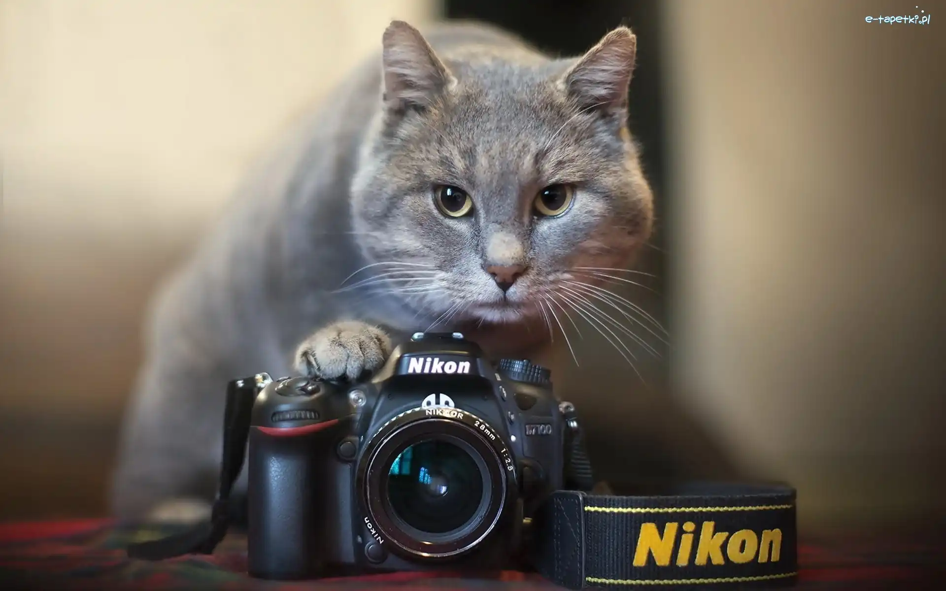 Aparat, Nikon, Fotograficzny, Kot