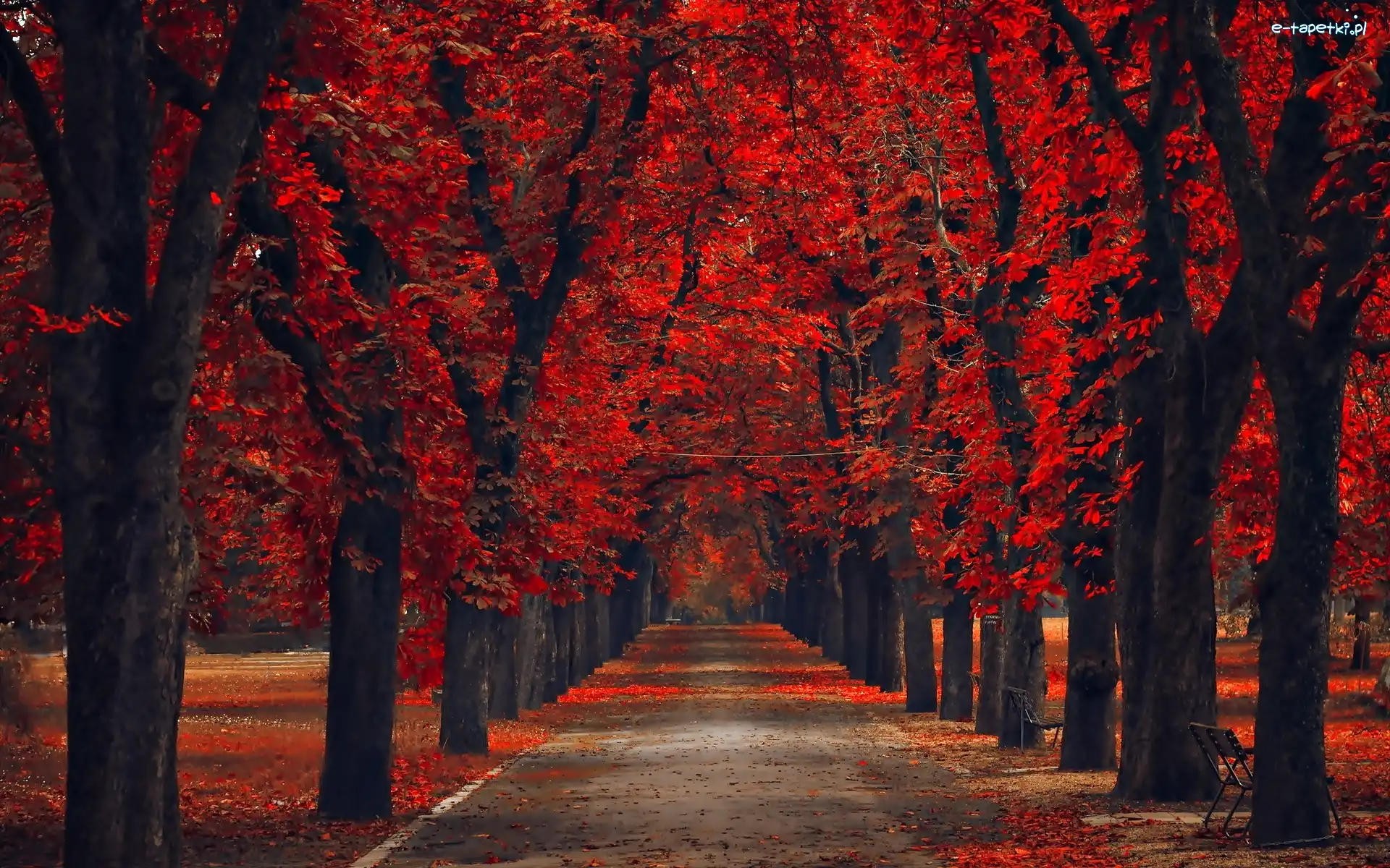 Aleja, Czerwone, Drzewa, Liście, Jesień, Park