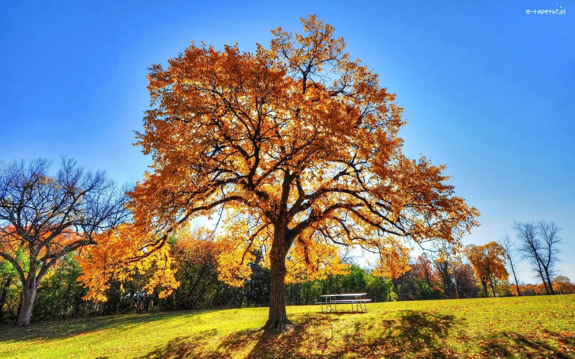 Park, Drzewa, Jesień, Ławka, Dąb