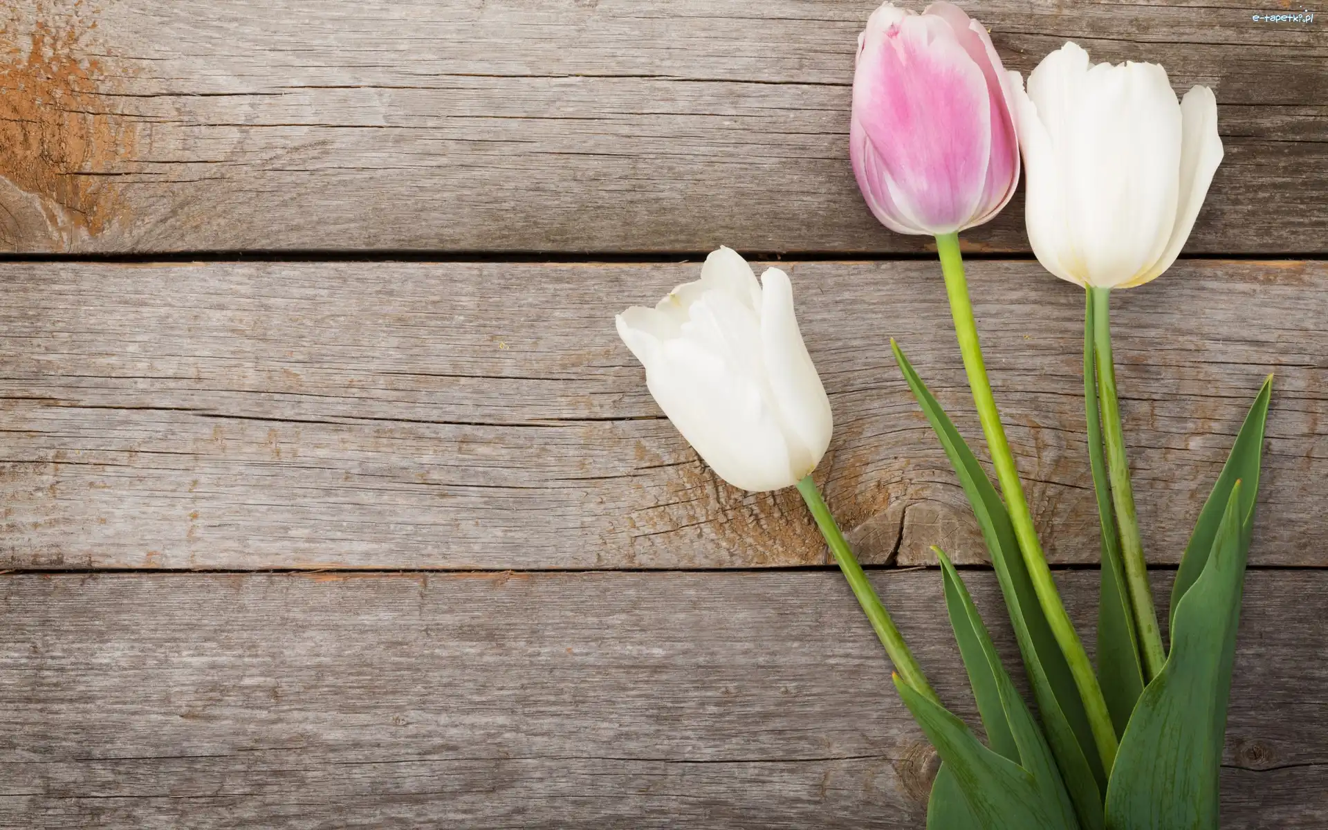 Kwiaty, Tulipany