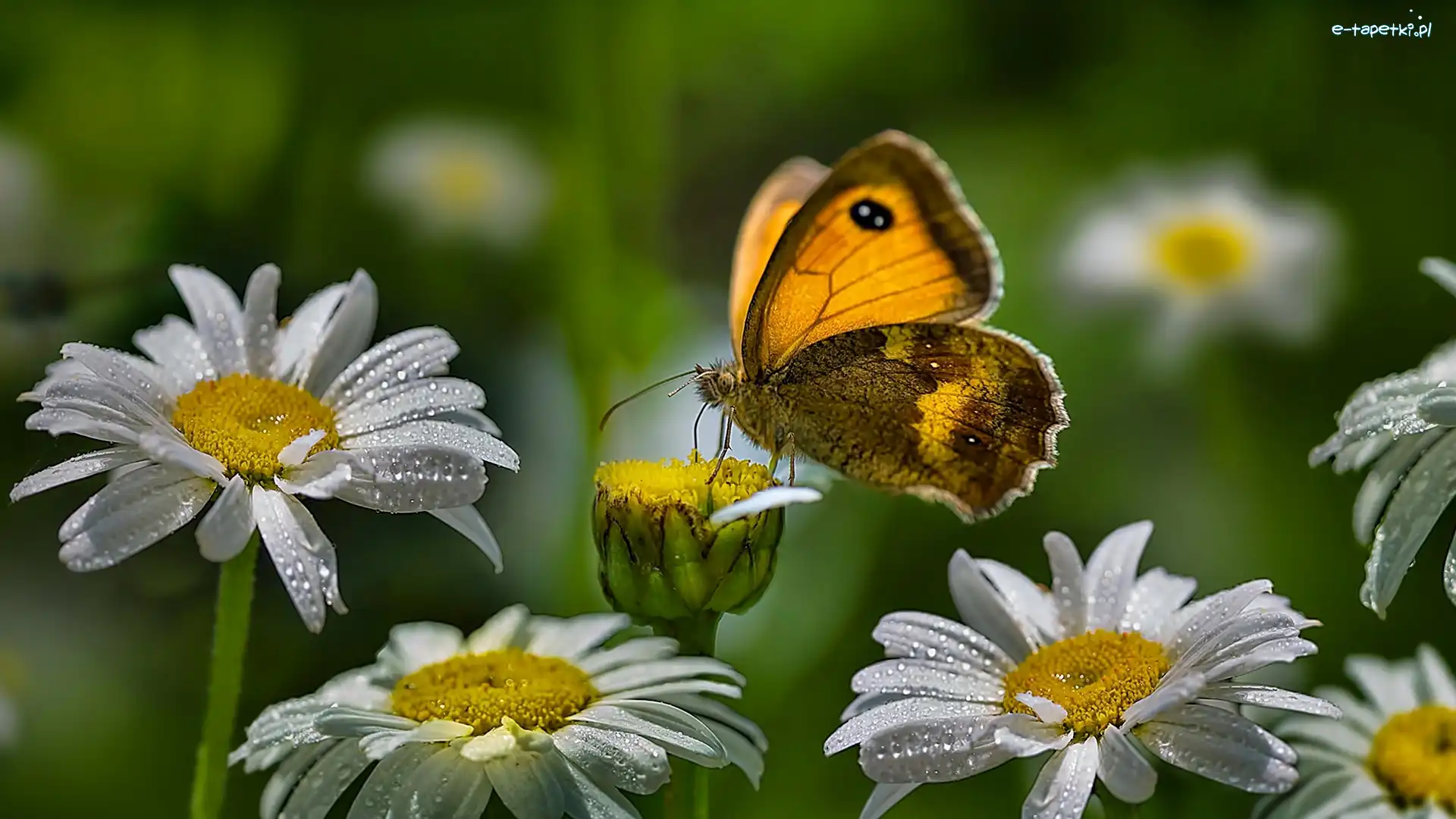 Motyl, Margerytka