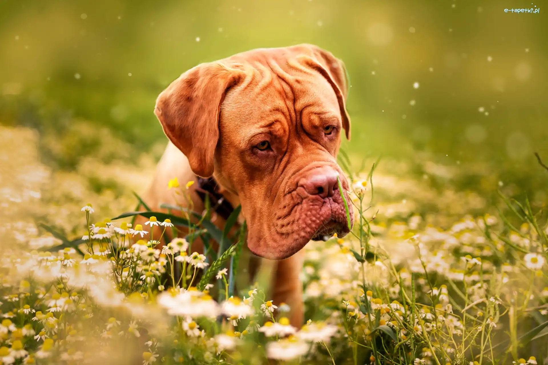 Dog de Bordeaux, Pies