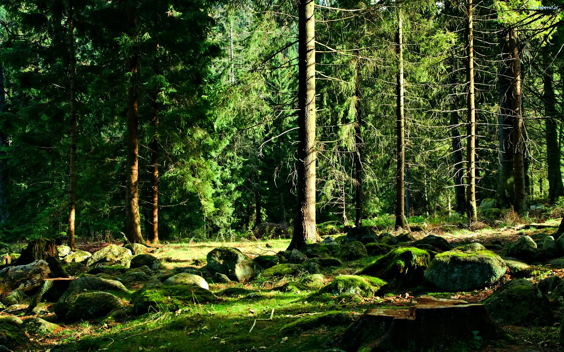 Kamienie, Omszałe, Las
