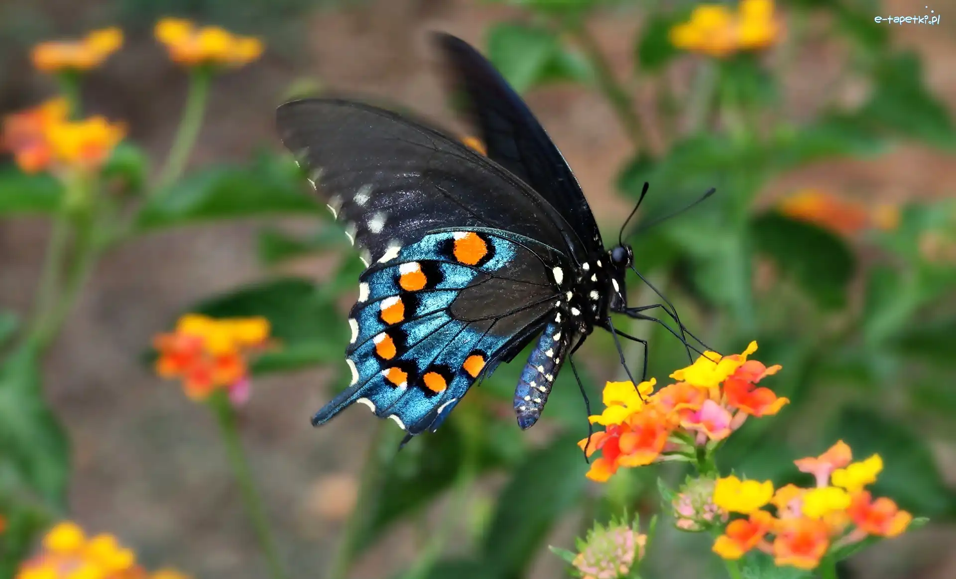 Kwiaty, Motyl