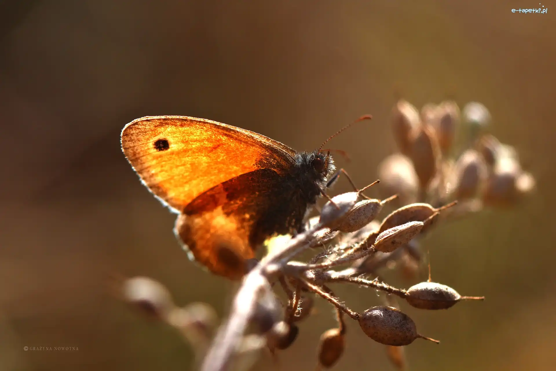 Owad, Motyl, Przestrojnik