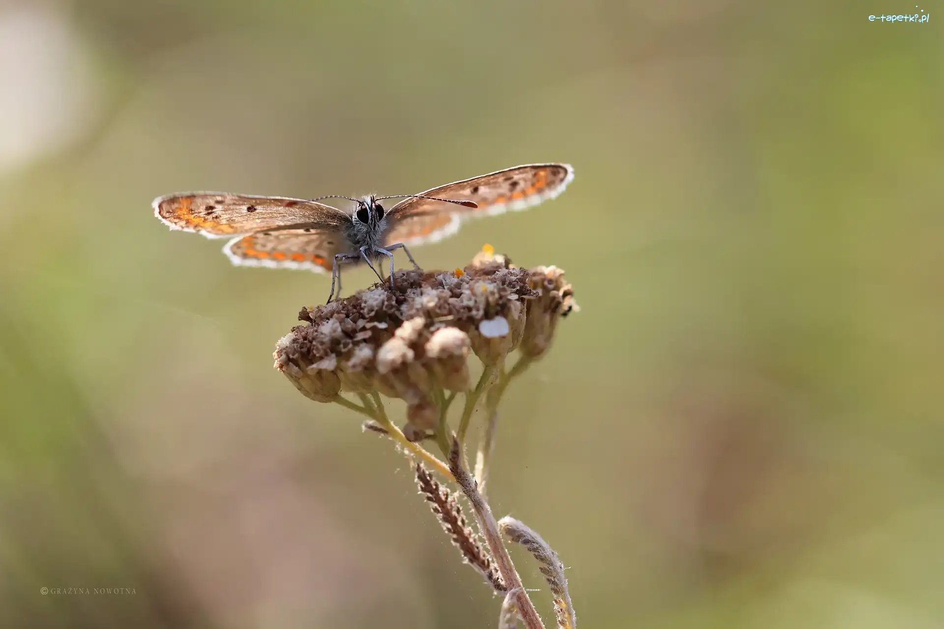 Owad, Modraszek, Motyl