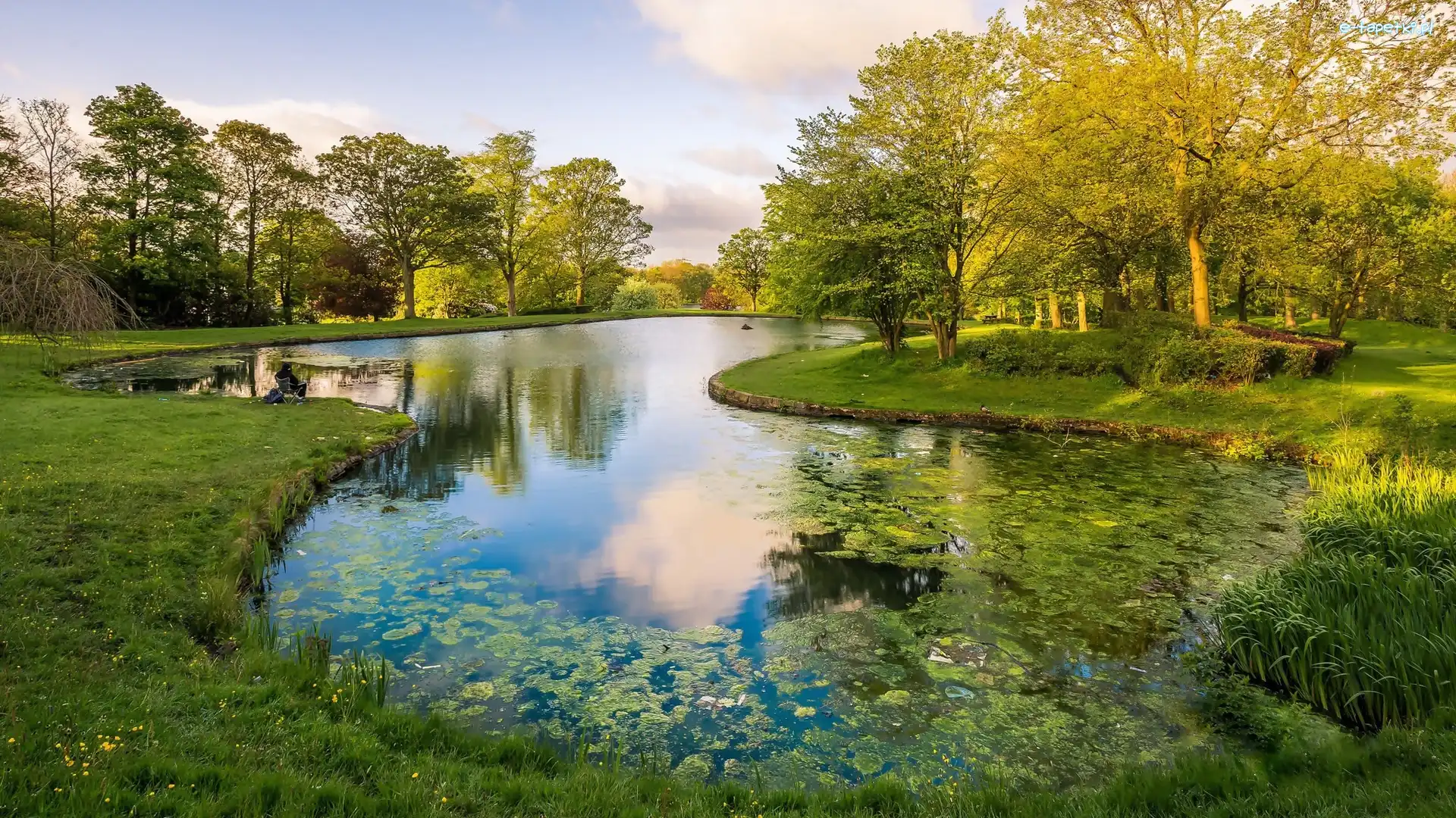 Park, Drzewa, Staw, Kaczka, Ławki