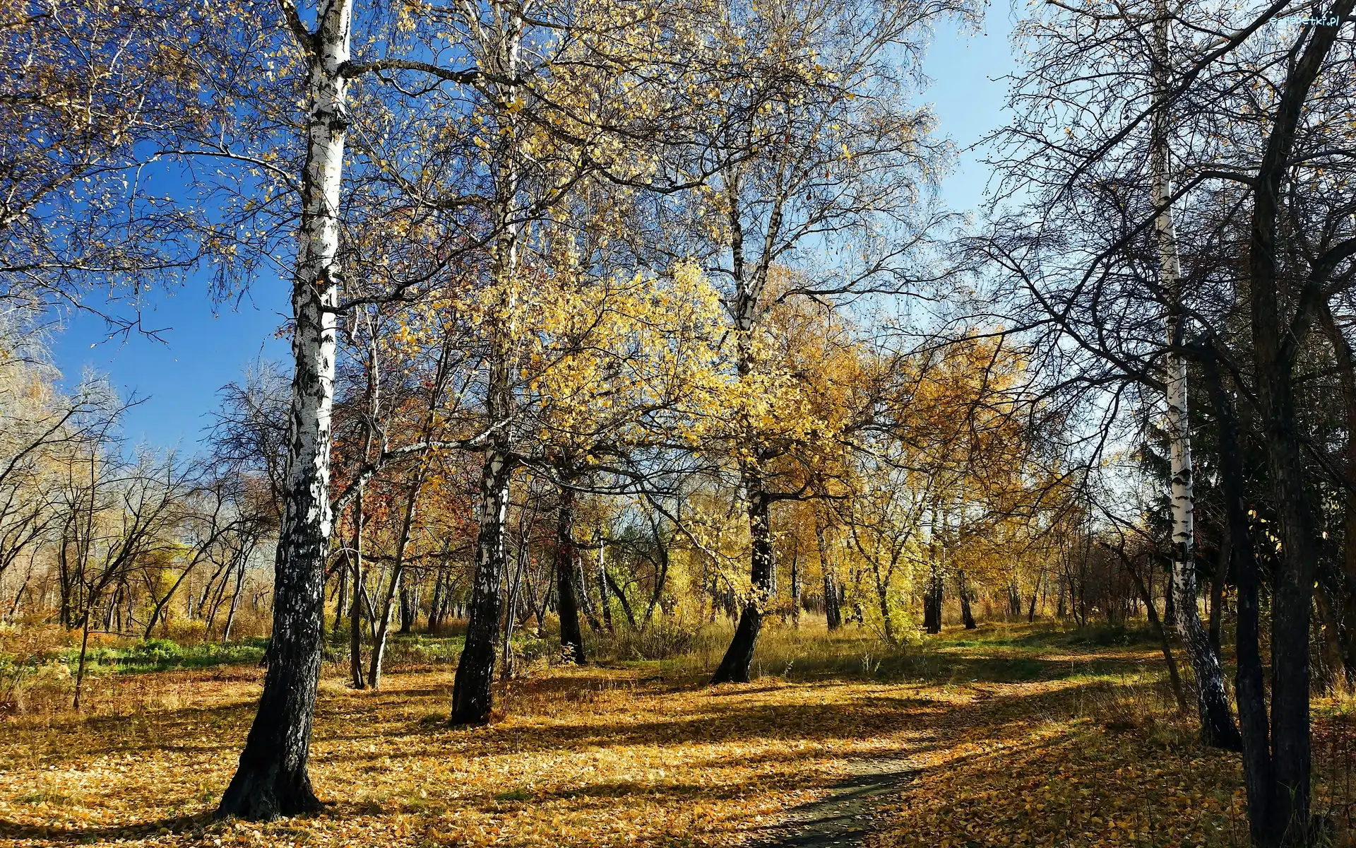 Las, Przyroda, Drzewa, Jesień
