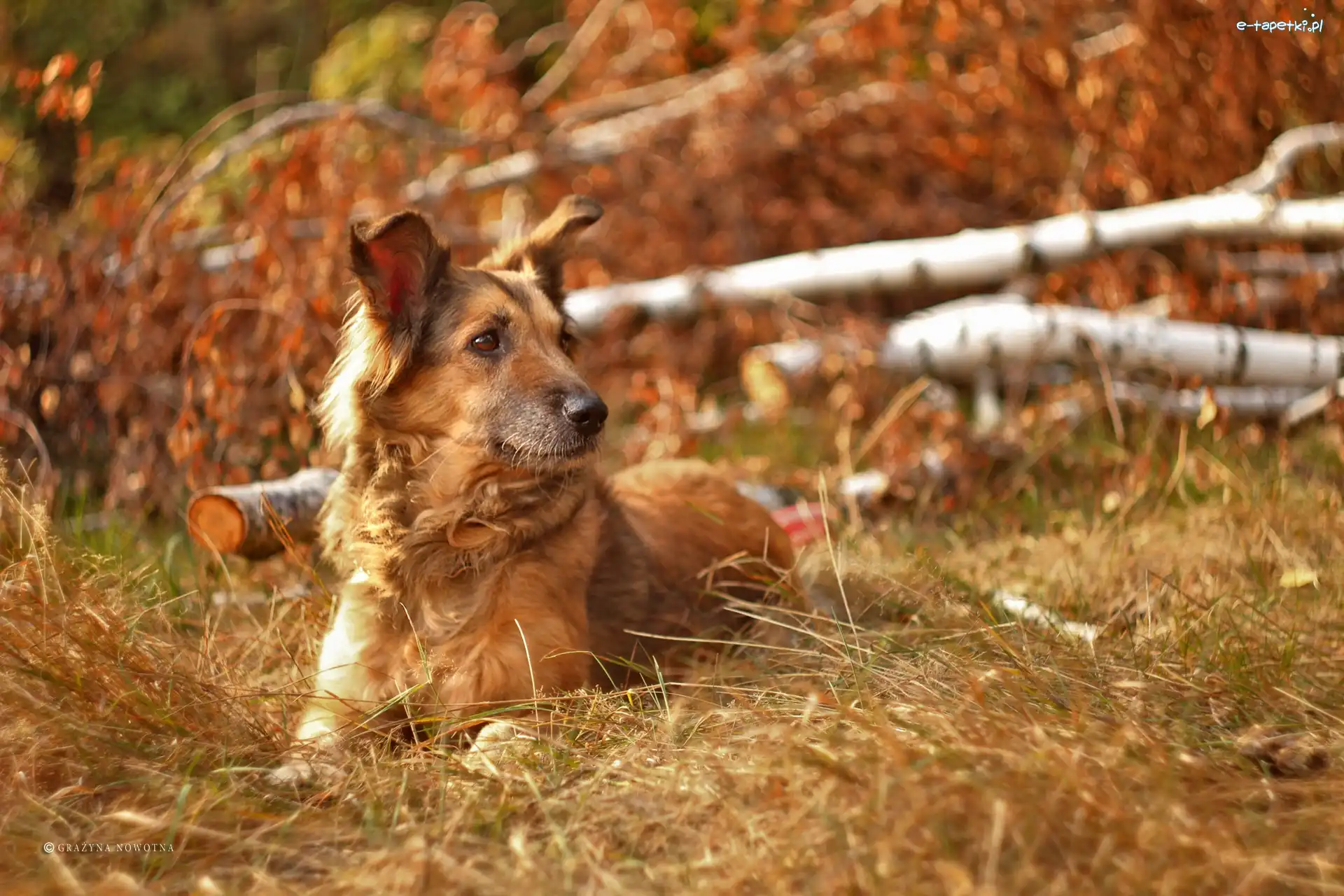 Pies, Trawa, Shila, Brzozy, Suche