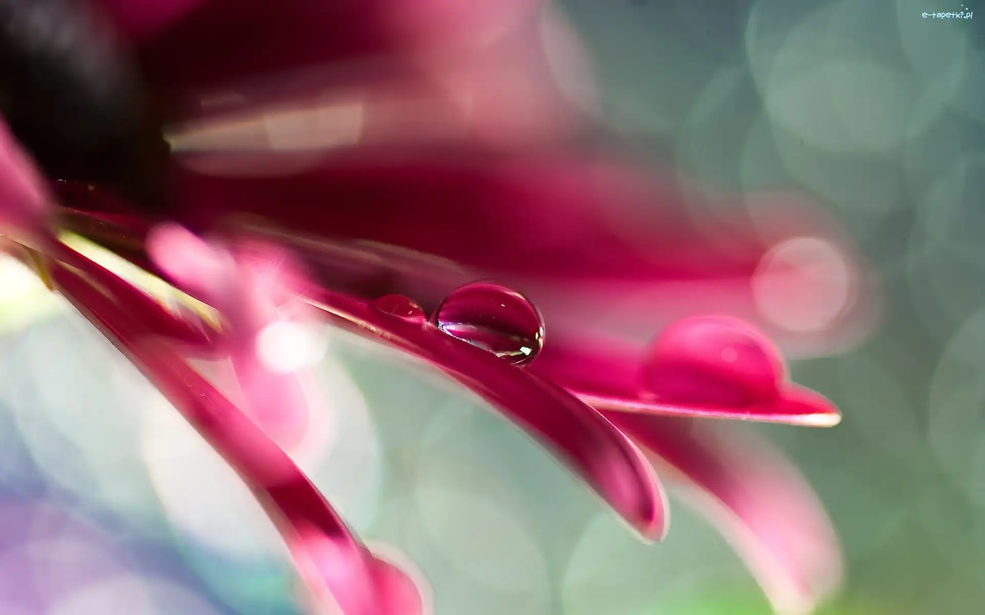 Krople, Makro, Bokeh, Wody, Gerbera, Różowa