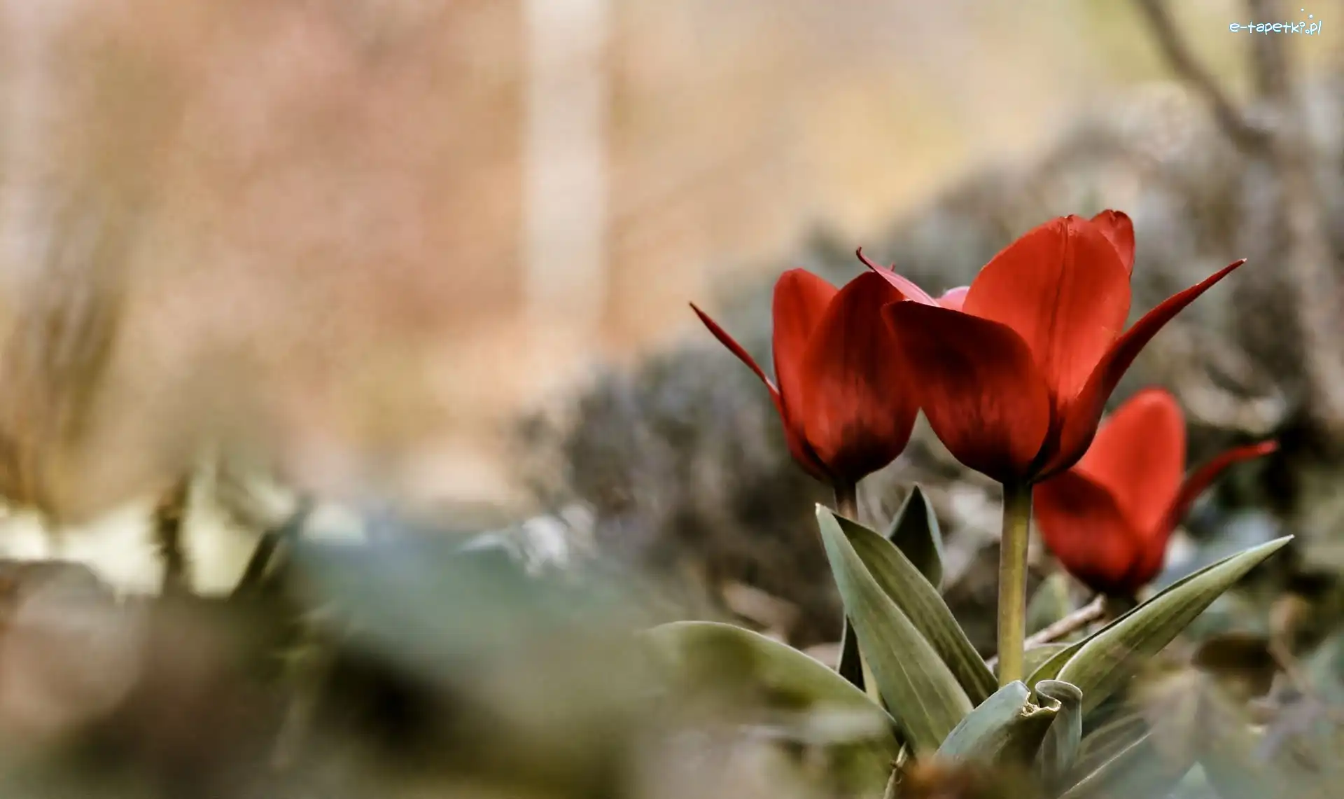 Tulipany, Czerwone