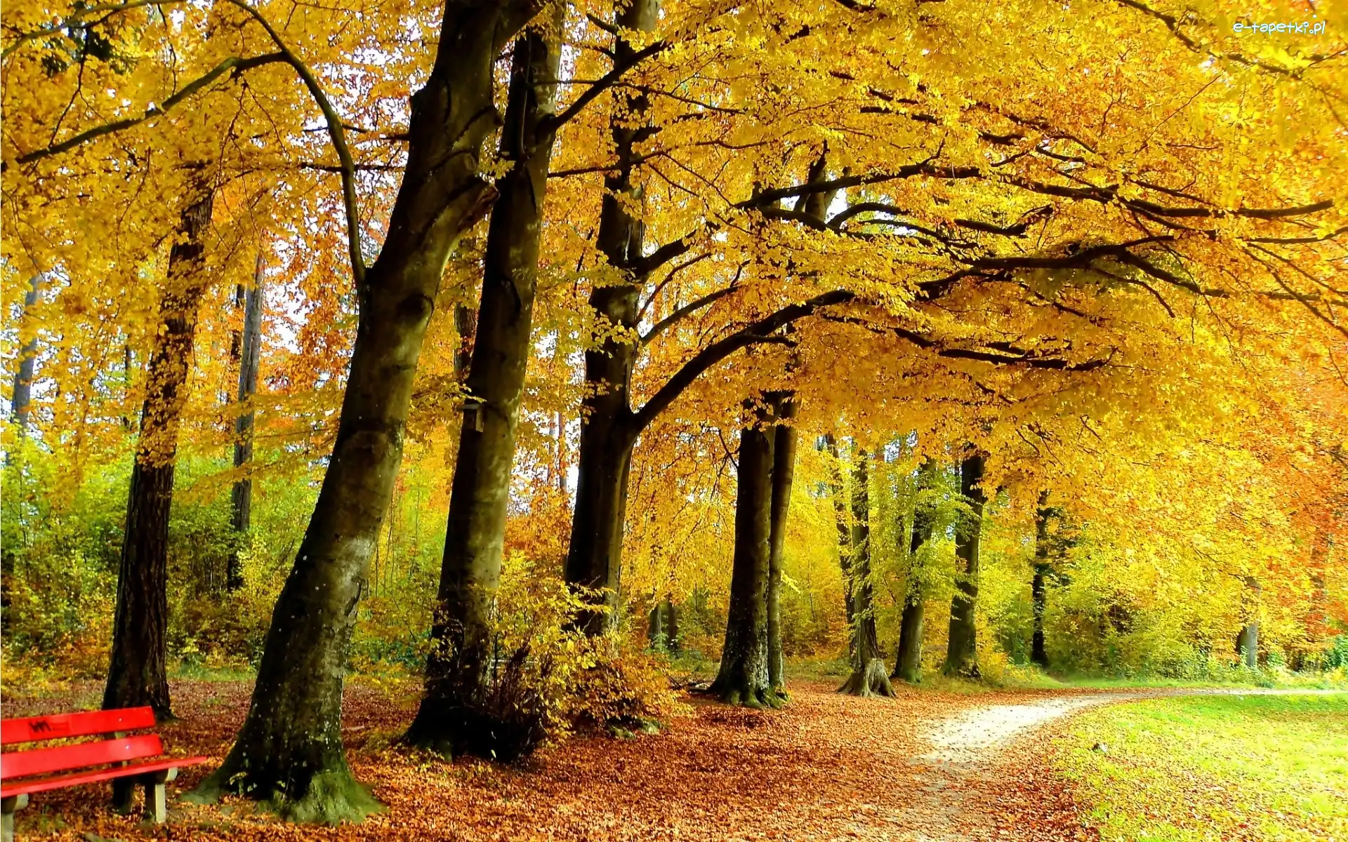 Park, Ławki, Alejki, Jesień, Liście