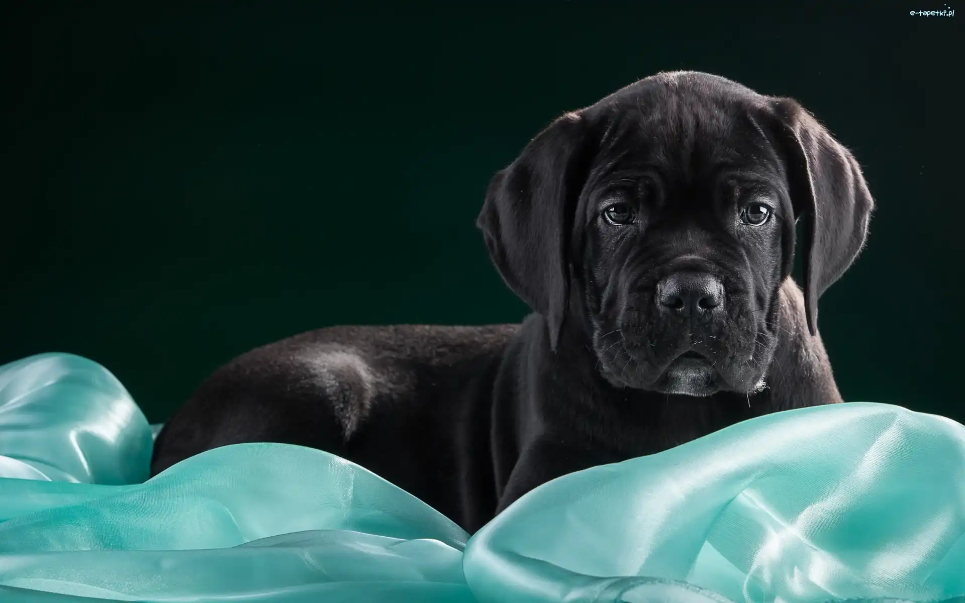 Cane Corso, Szczeniak, Pies