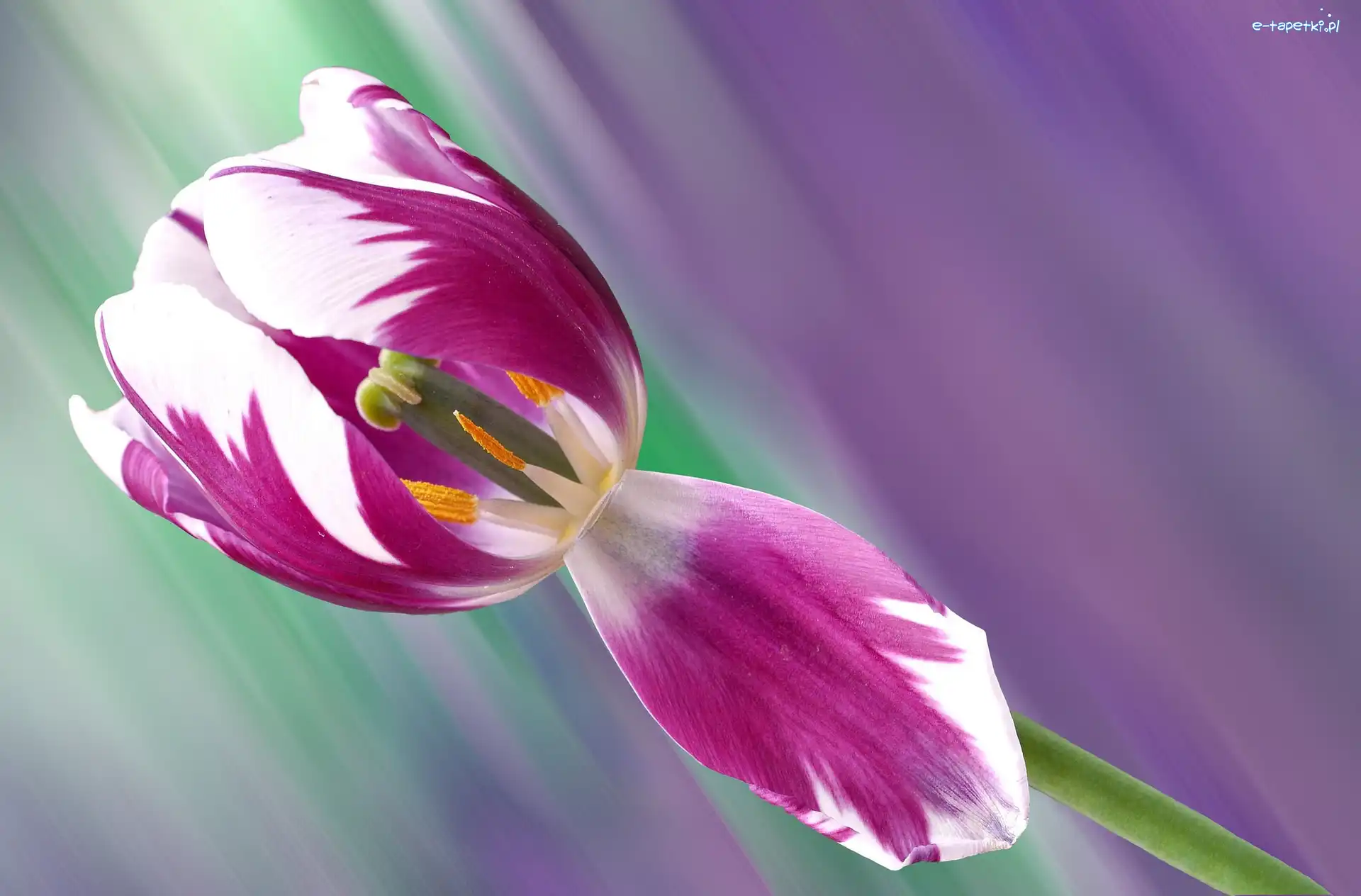 Makro, Kwiat, Tulipan