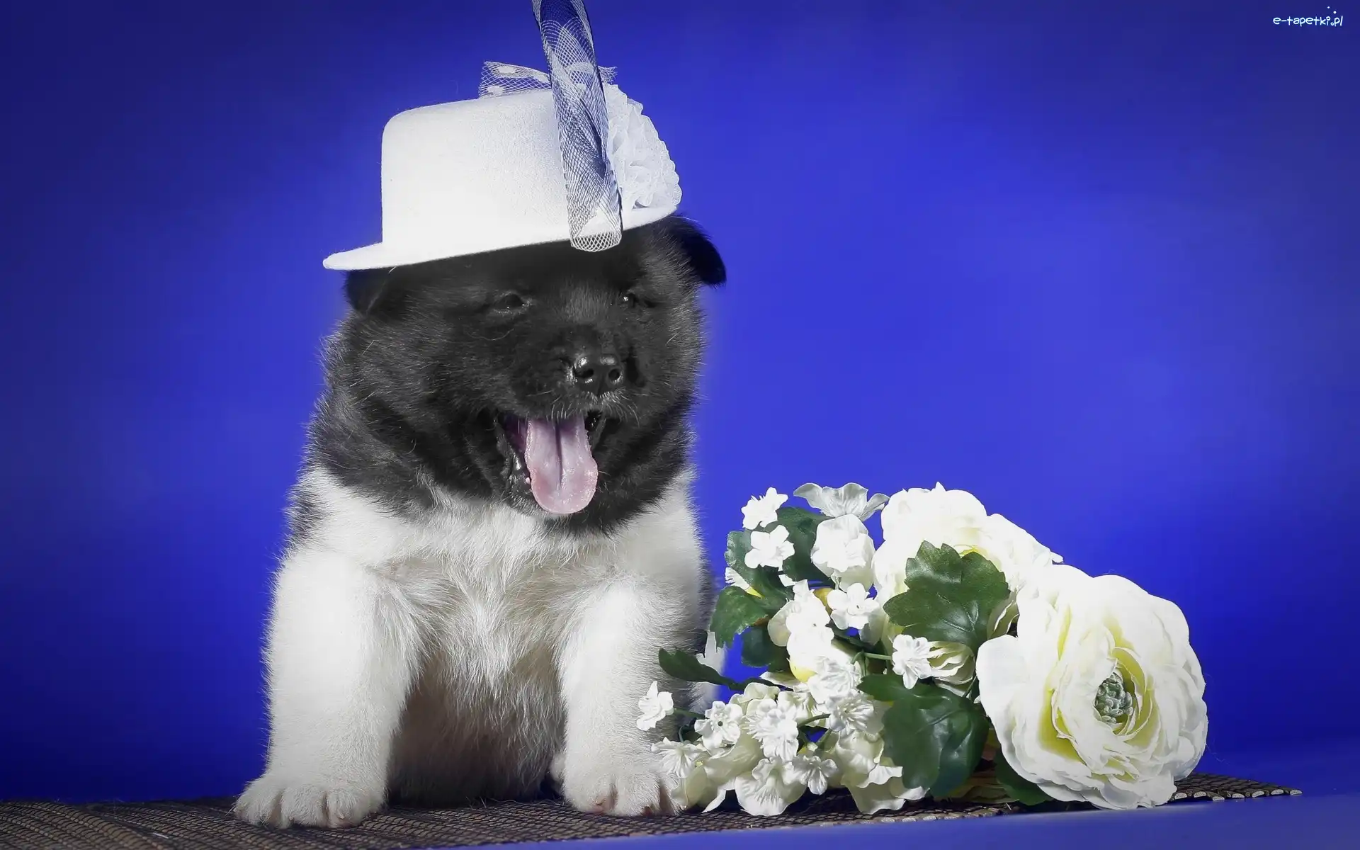 Kapelusz, Akita amerykańska, Kwiaty, Szczeniak