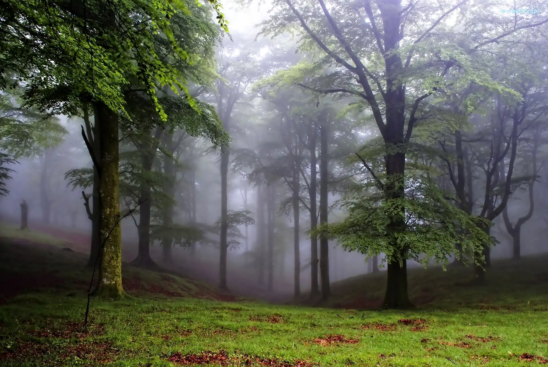Mgła, Drzewa, Park