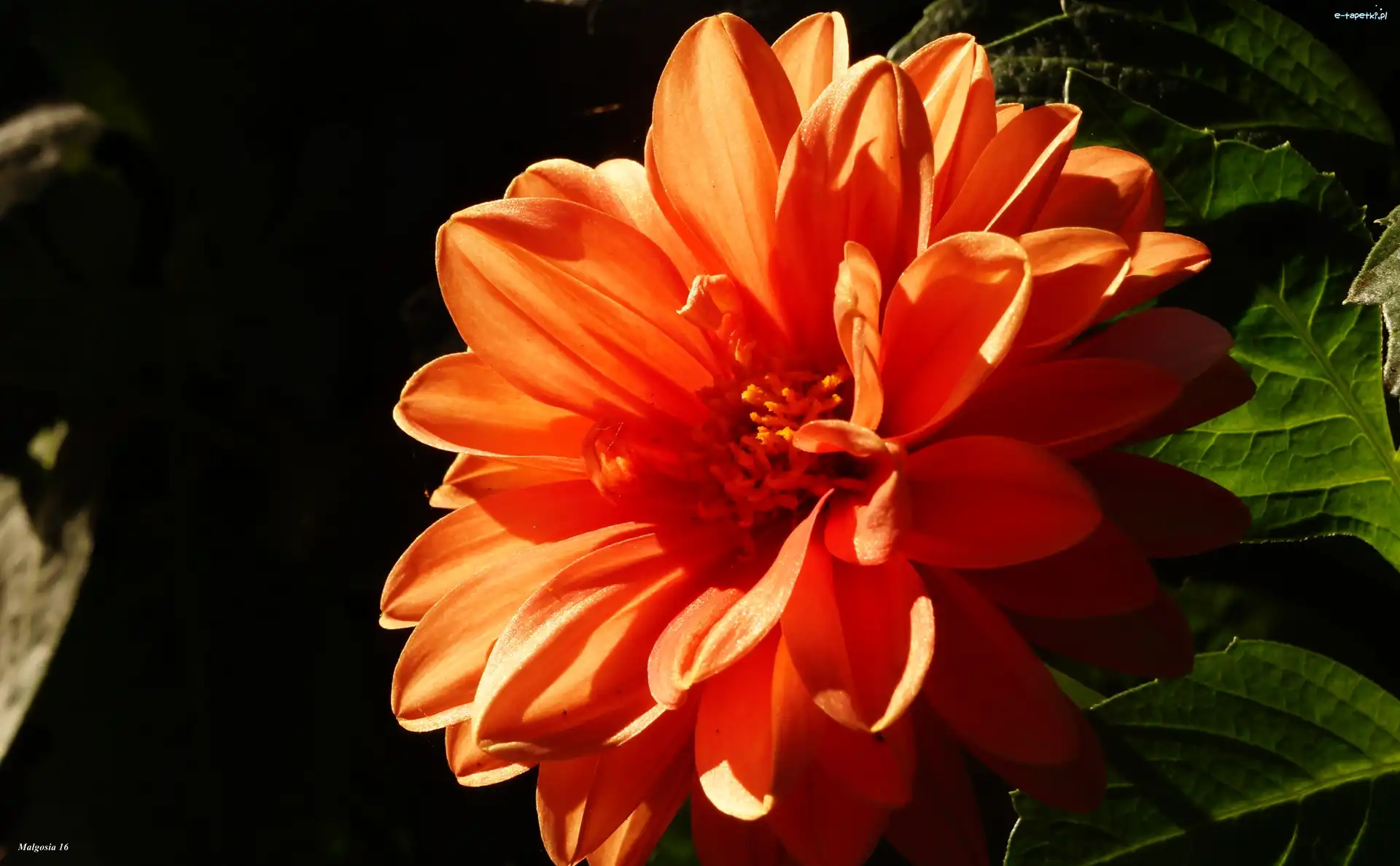 Dalia, Pomarańczowa
