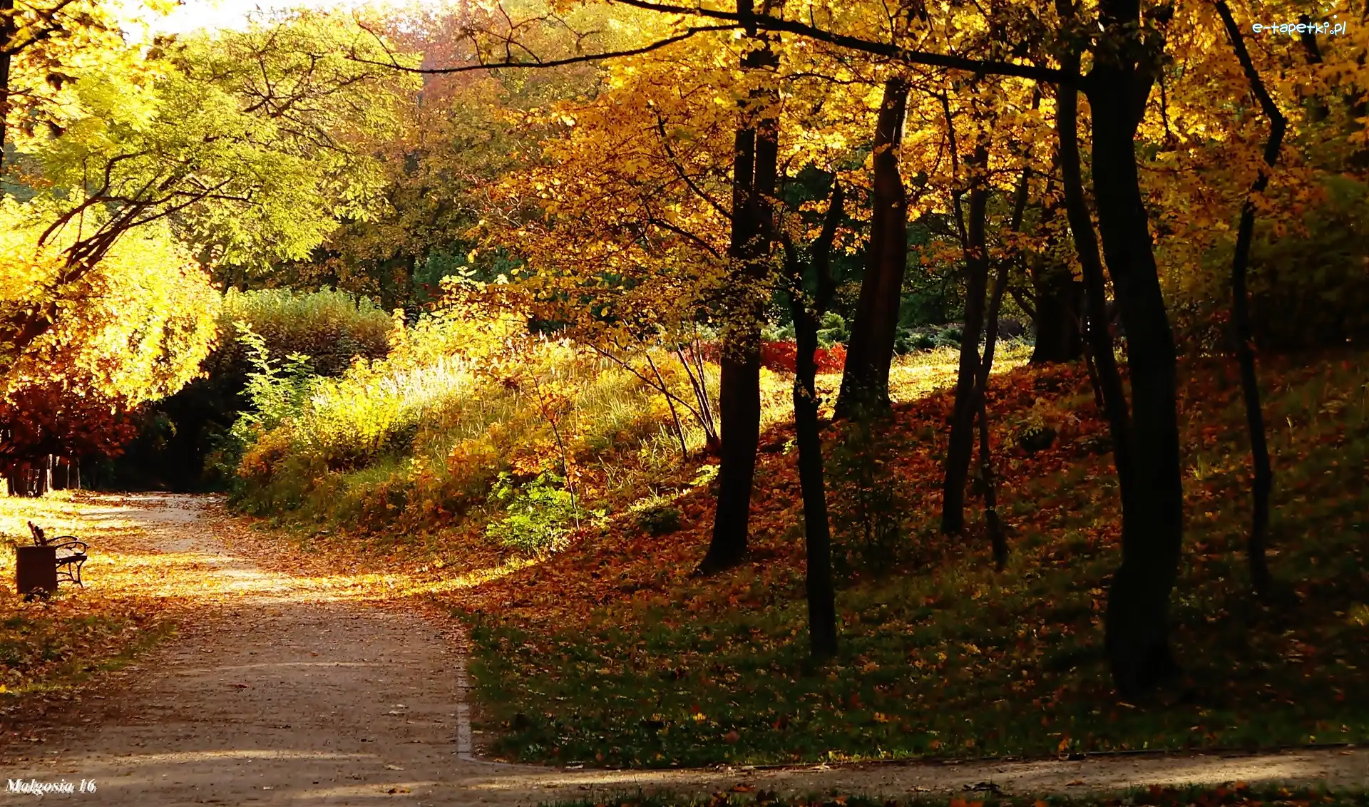 Park, Ławka, Alejka, Jesień, Drzewa