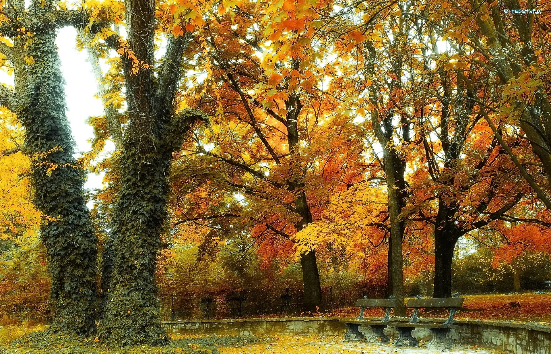 Drzewa, Park, Jesień