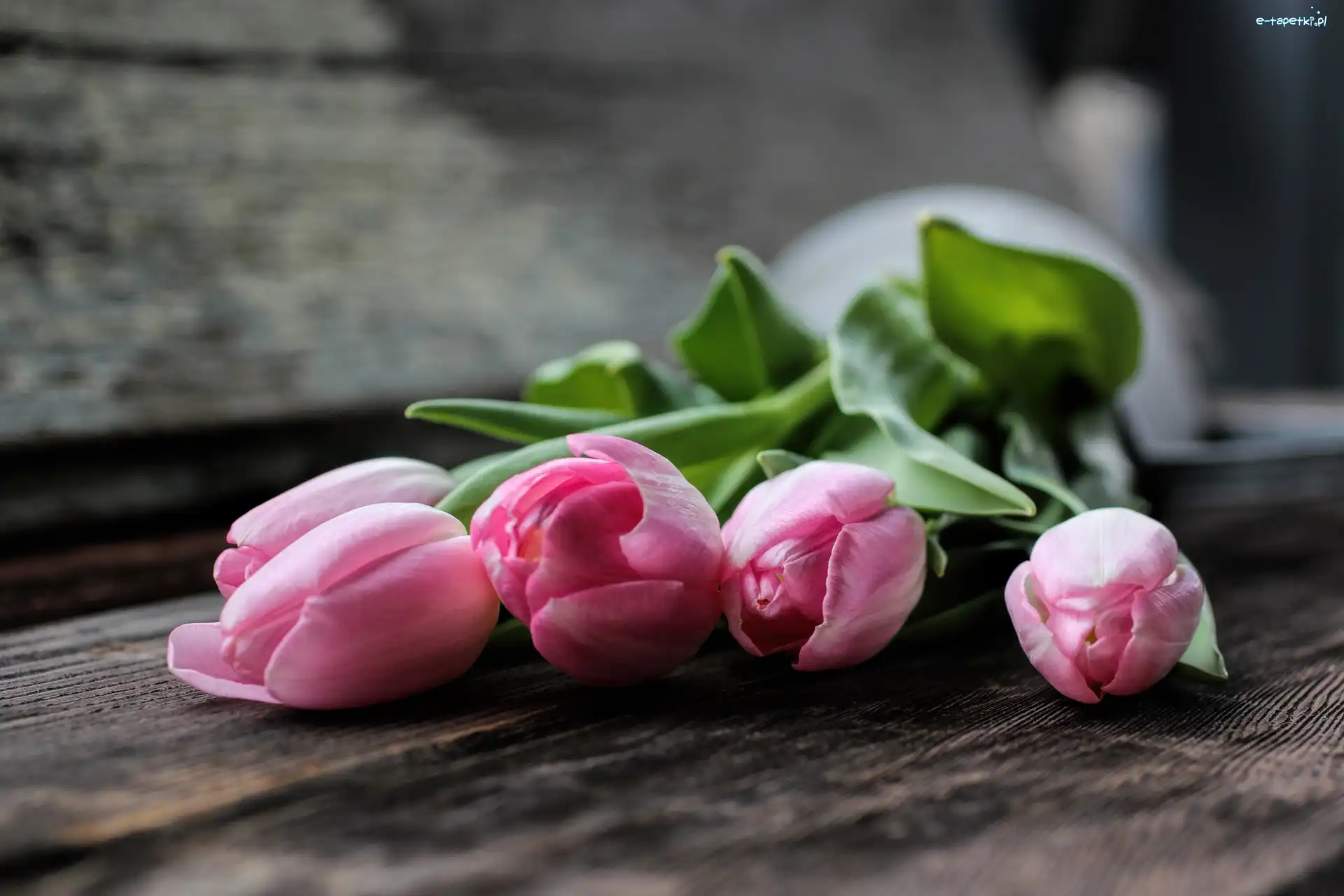 Kwiaty, Tulipany