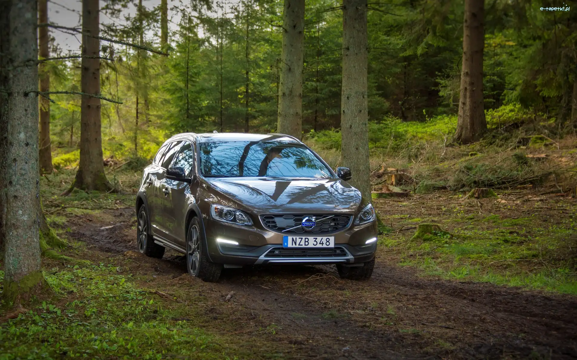 Las, Volvo V60, Samochód