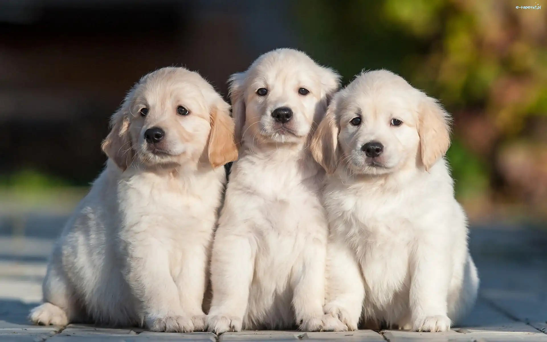 Trzy, Golden, Szczeniaczki, Droga, Retriever