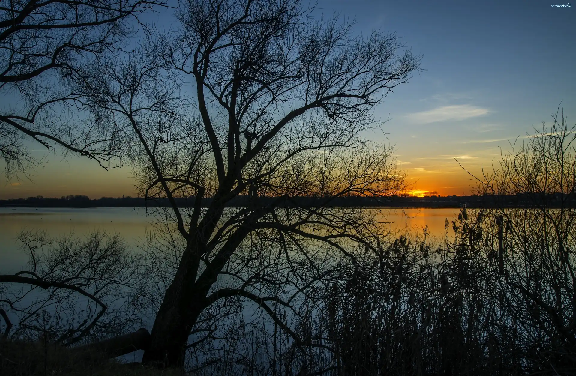 Słońca, Drzewa, Jezioro, Zachód