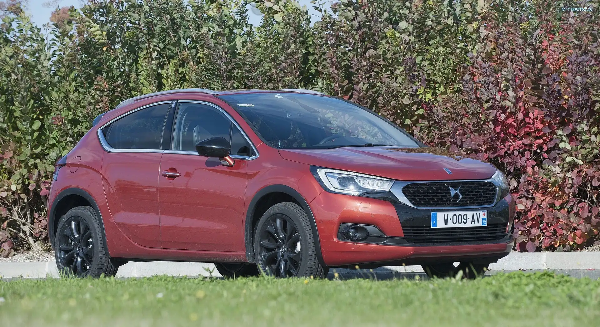 Krzewy, DS4, Citroen