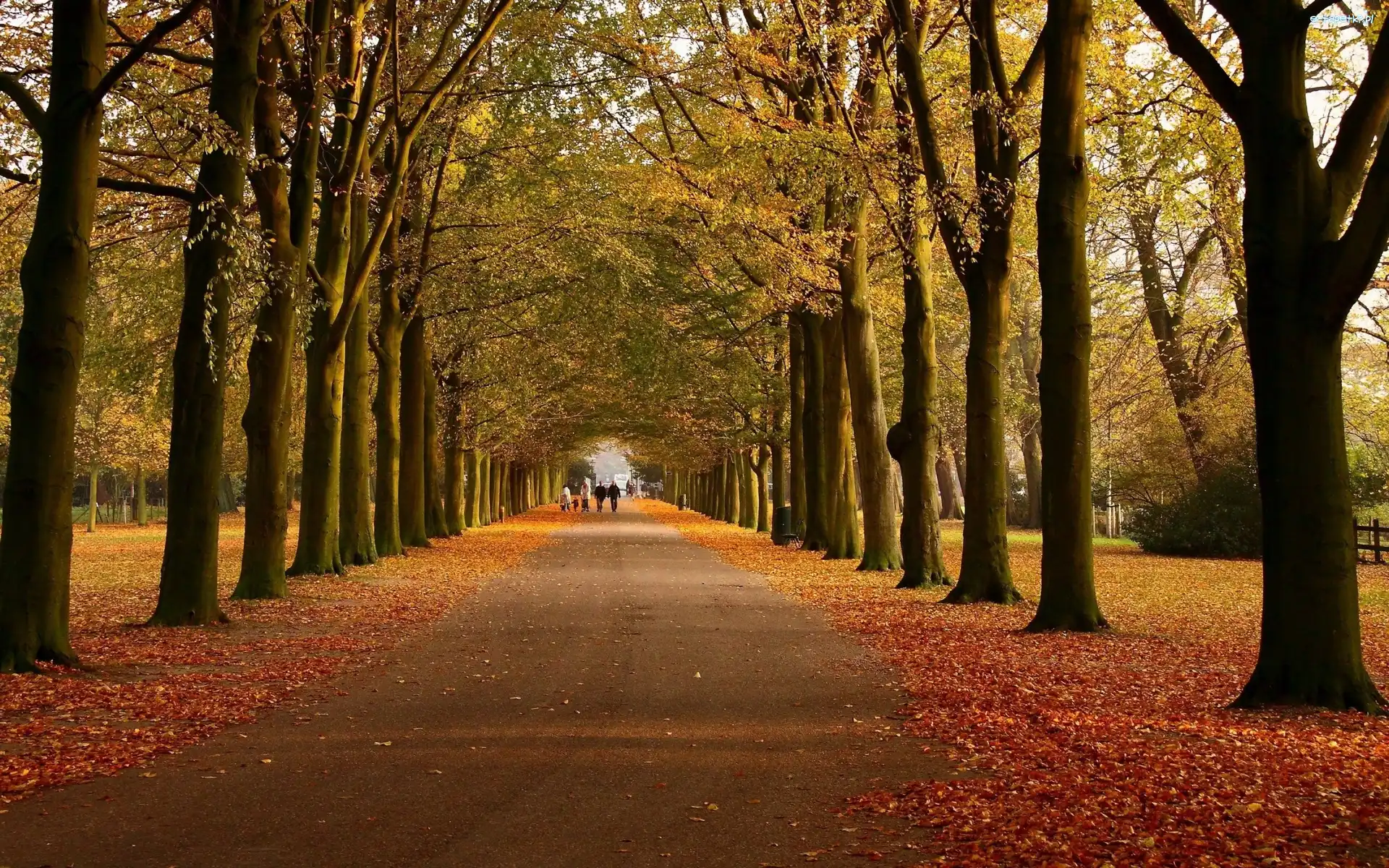 Park, Drzewa, Jesień