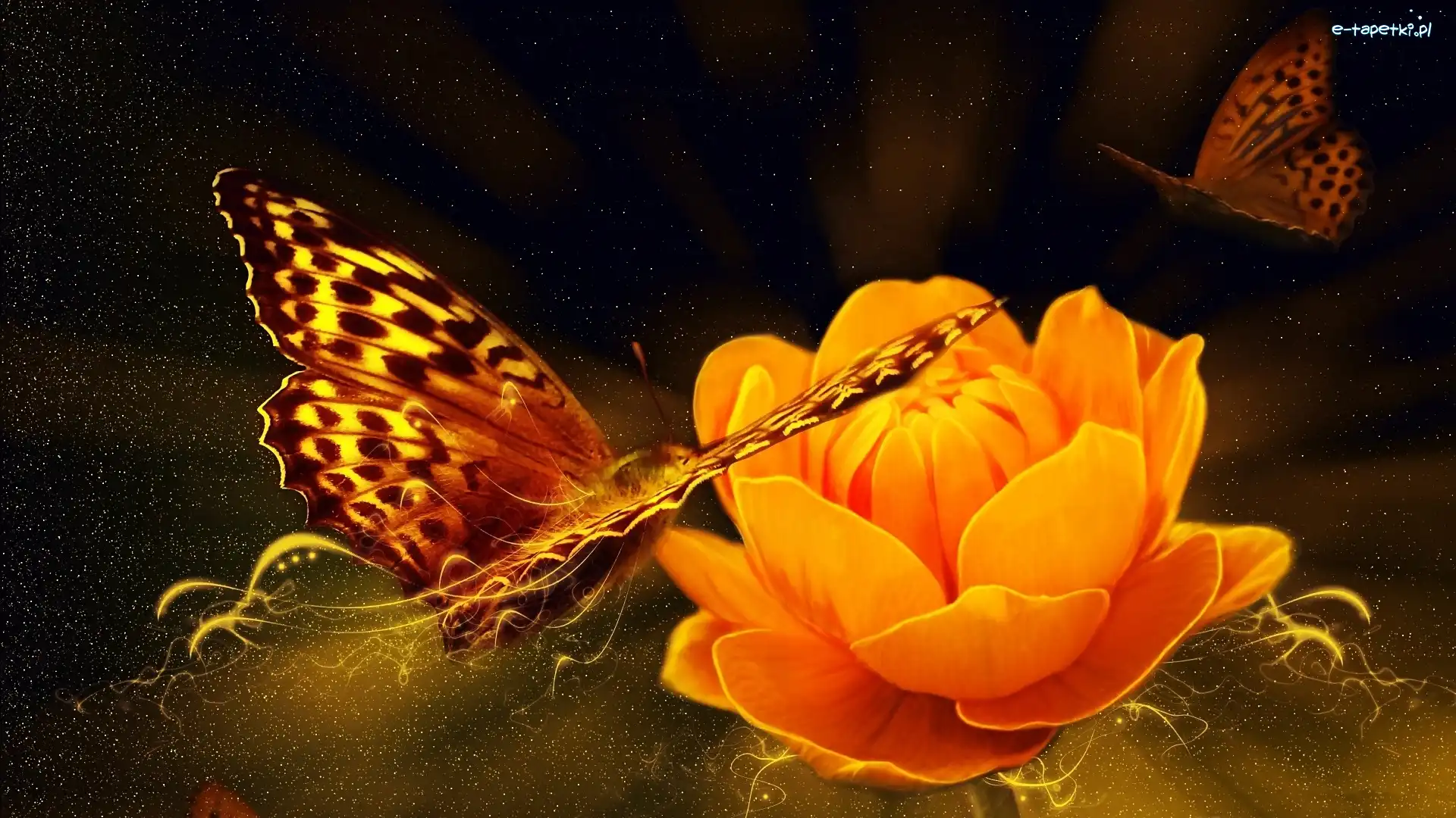 Kwiat, Motyl, Grafika