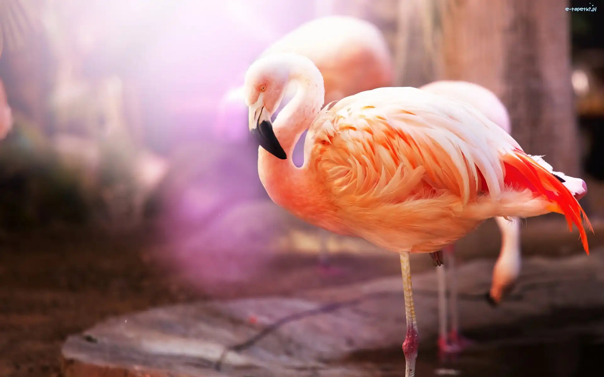 Flamingi, Dwa