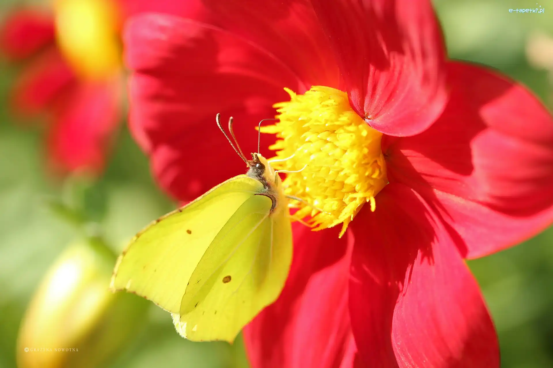 Motyl, Owad, Cytrynek, Dalia, Kwiat