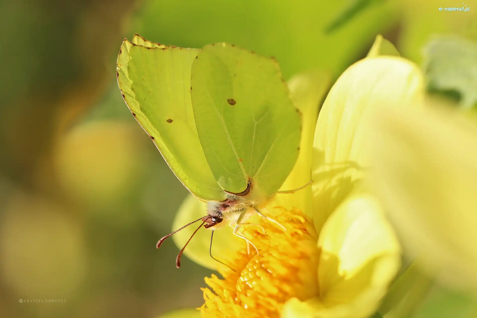 Owad, Cytrynek, Motyl