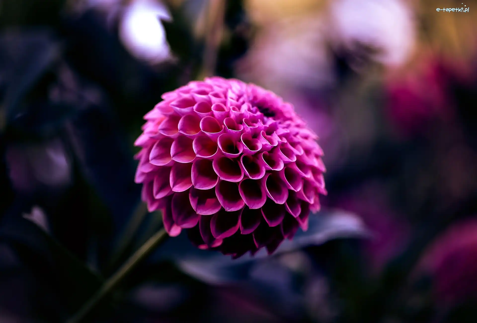 Dalia, Kwiat