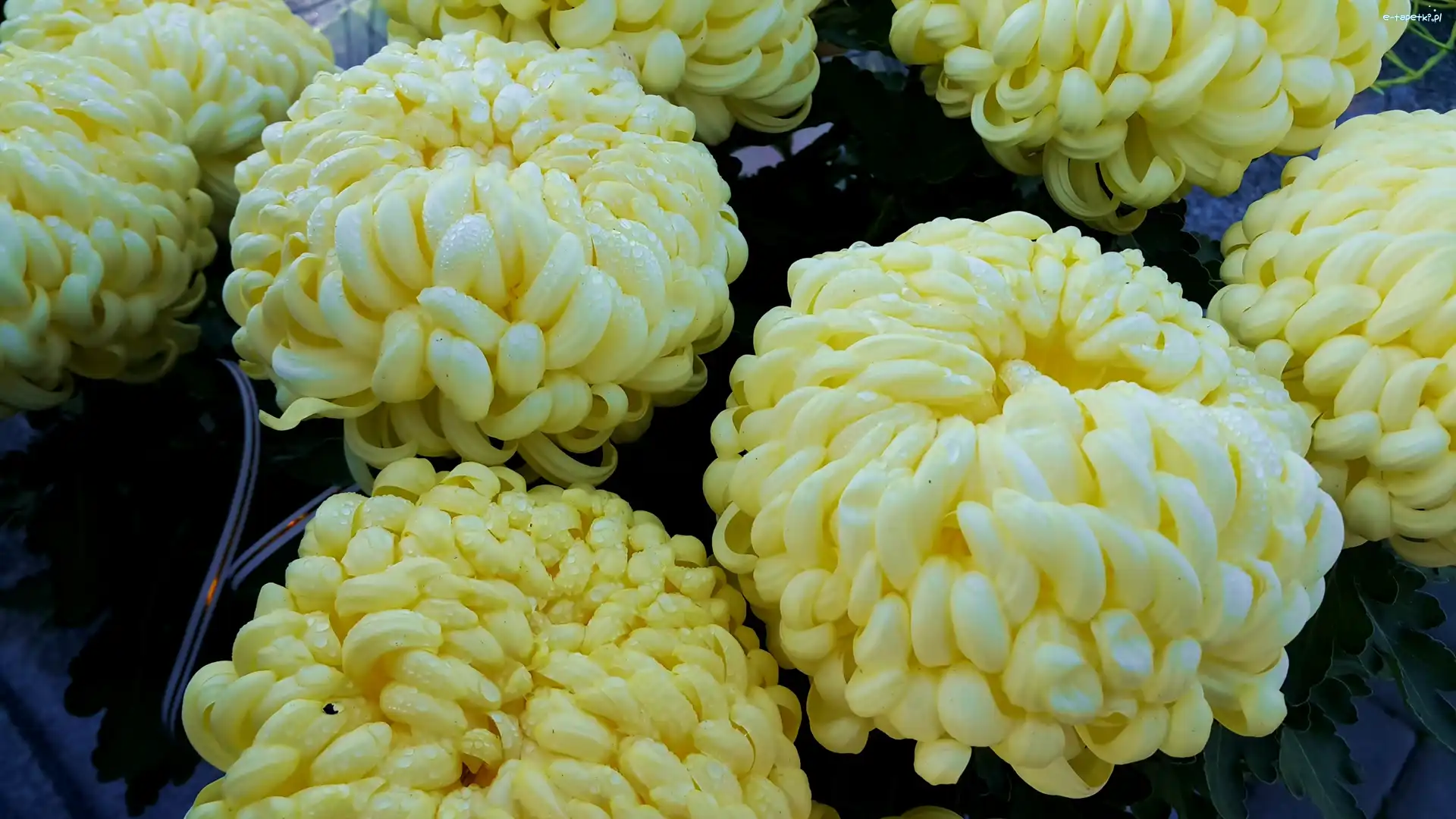 Chryzantemy, Rosy, Krople, Żółte