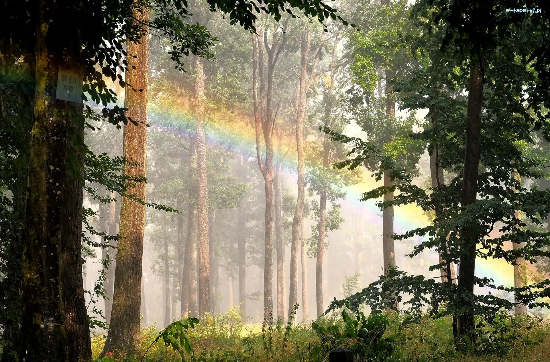 Drzewa, Tęcza, Krzewy, Las