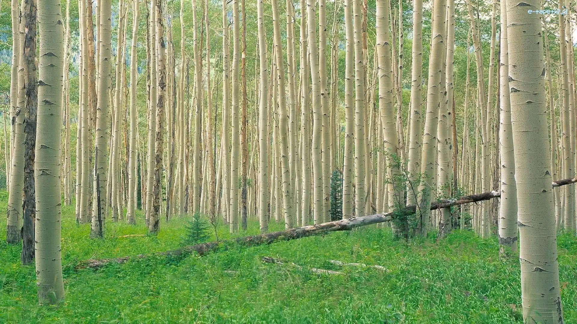 Brzozowy, Las, Gęsty