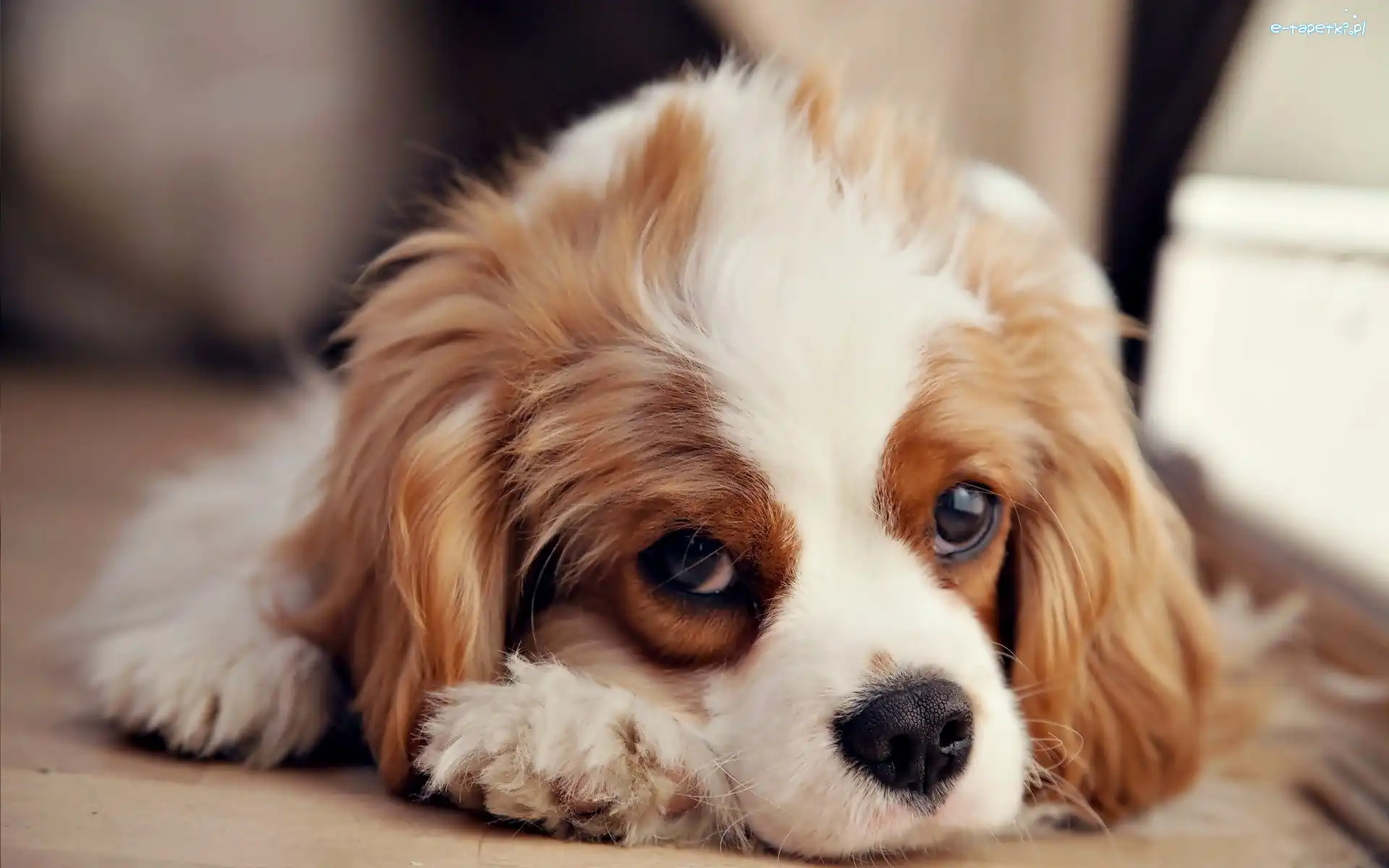 Cavalier King Charles Spaniel, Pies, Leżący